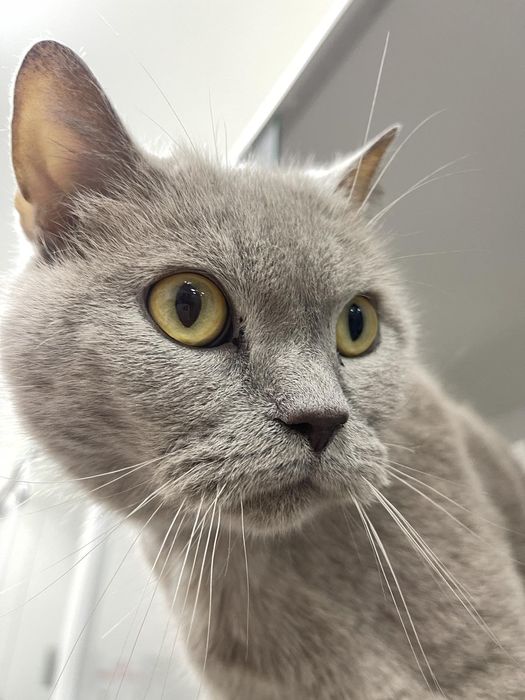 Котик Браян в добрі руки