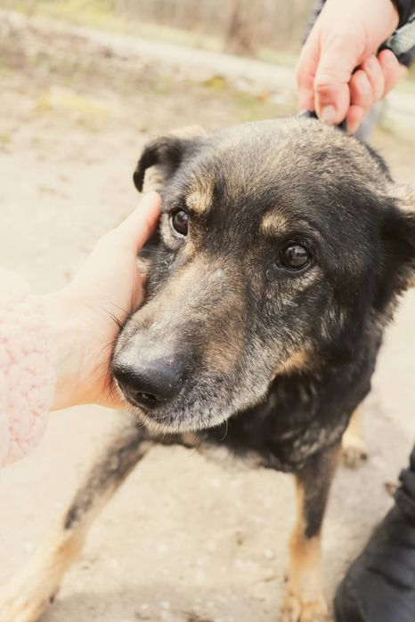 10 letni łagodny Baksik
