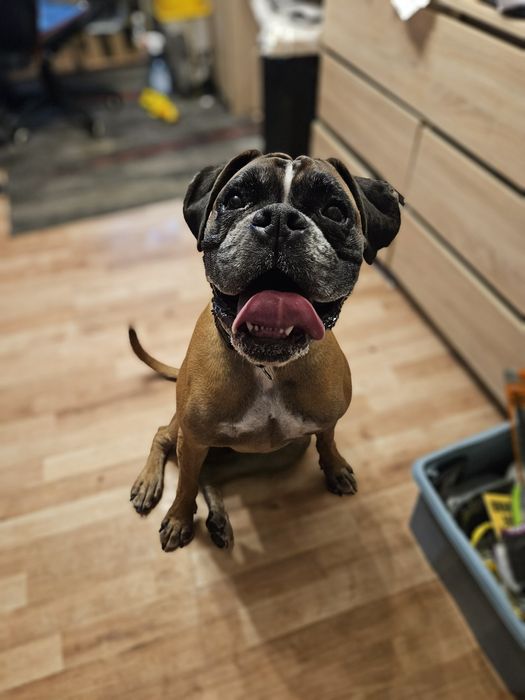 Hotel dla psów, opieka nad psem