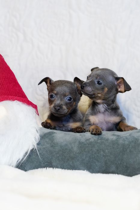 Хлопчики той тер'єри ,той терьери