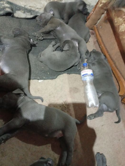 Щенята Кане Корсо