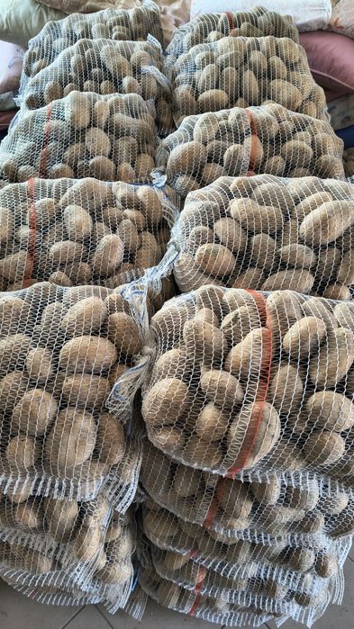 Ziemniaki jadalne catania