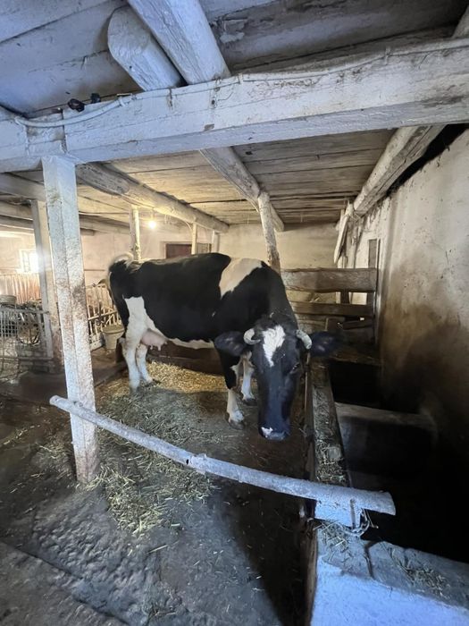 Продам молоду тільну корову