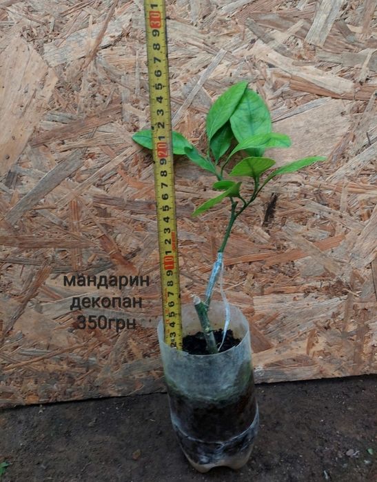 Продаж кімнатних цитрусові різних сортів