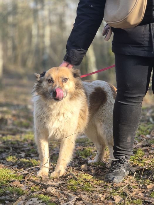 Pokochaj Idzię - spokojną sunię