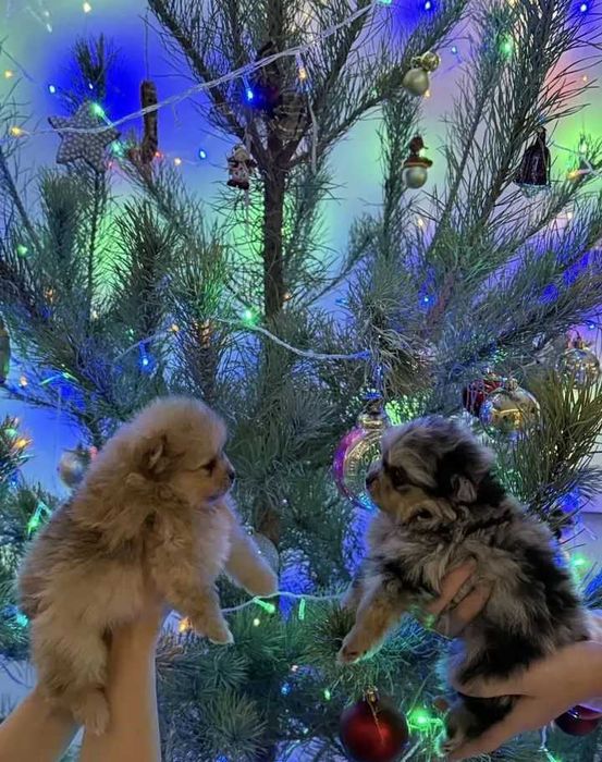 Померанский шпиц, щенок