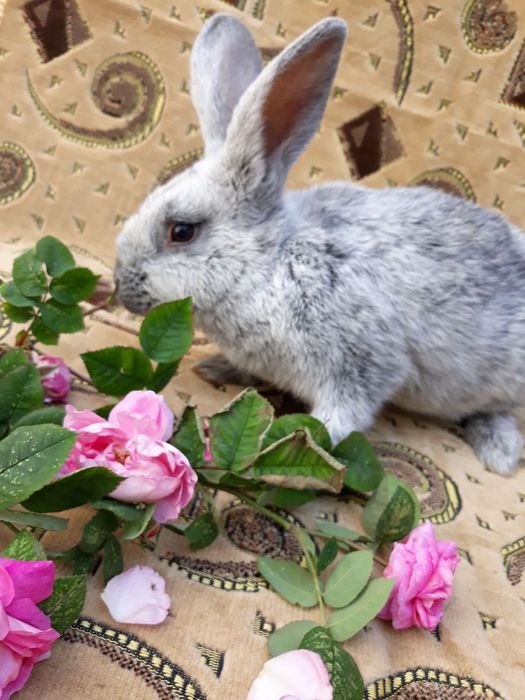 Кролики ВСС.Чернігів.