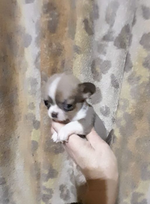 Маленькие щеночки Чихуахуа