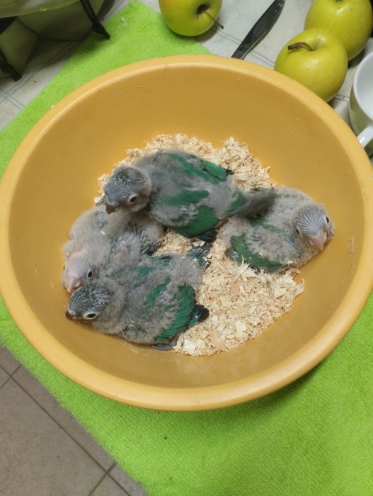 Pyrruras para criar á mão