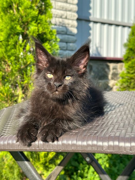Zura-Kotka Maine Coon