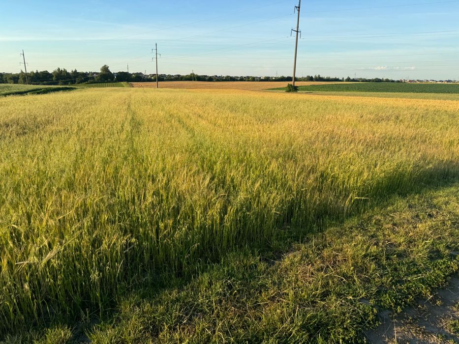 Продам пай Колоденка 2 гектари