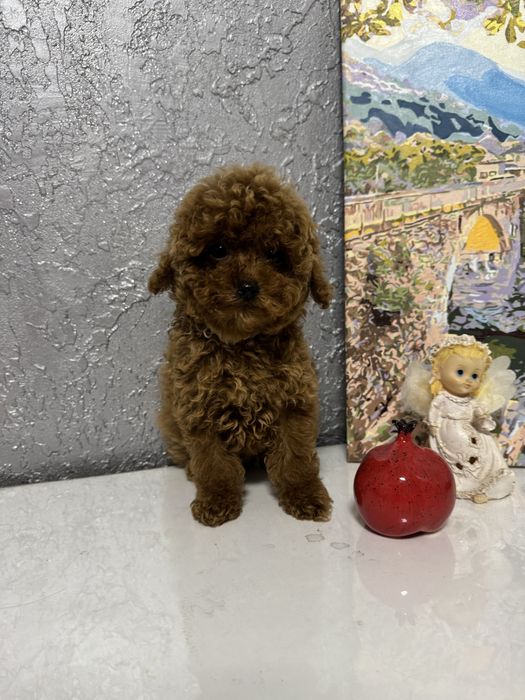 Єдиний хлопчик той пудель 3,5 місяці | FCI |Toy poodle ready to move
