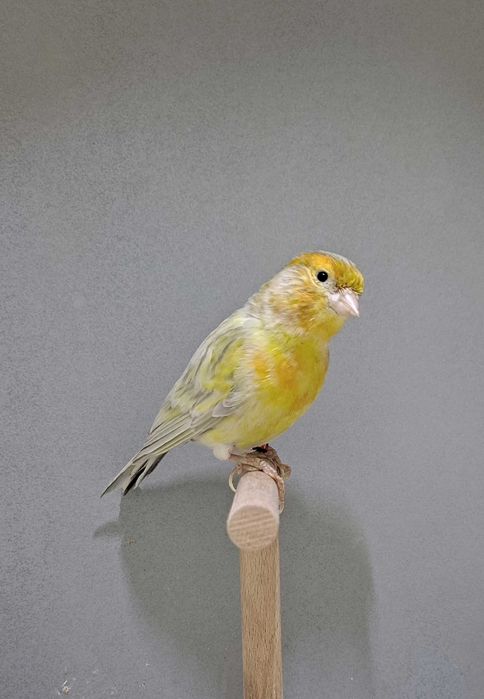 kanarek Biały agat żółta mozaika samiec