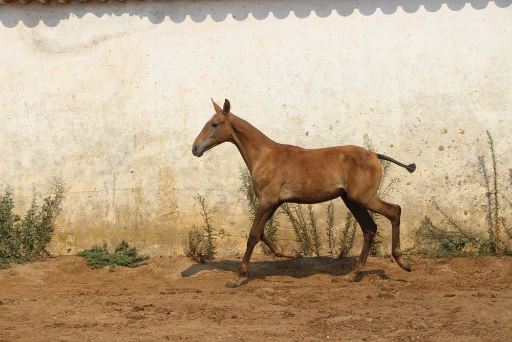 Poldra luso árabe pura