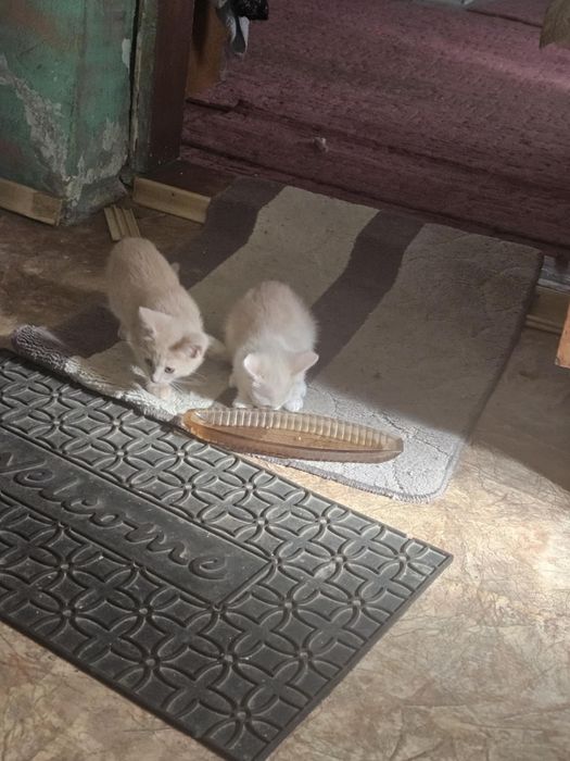 Кошенята в добрі руки