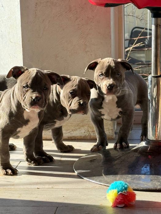 Американський буллі стандарт