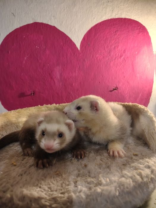 Fretki młode 10 tygodni