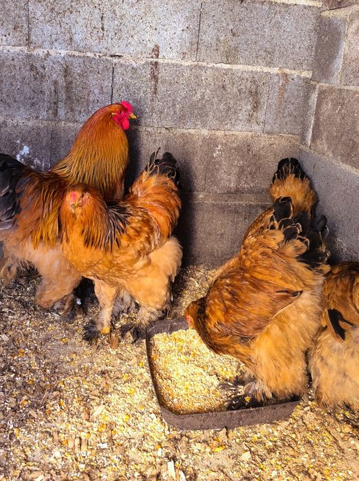 Ovos galados Brahma: Mottled, Buff, Splash.