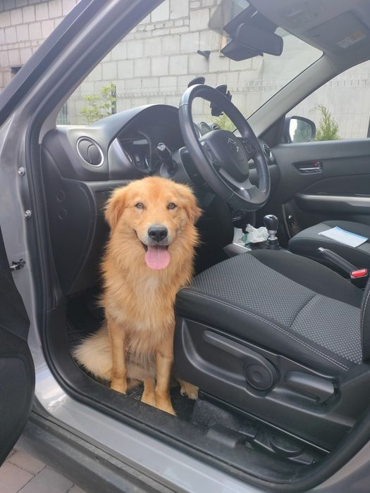 Rudy Bingo szuka domu