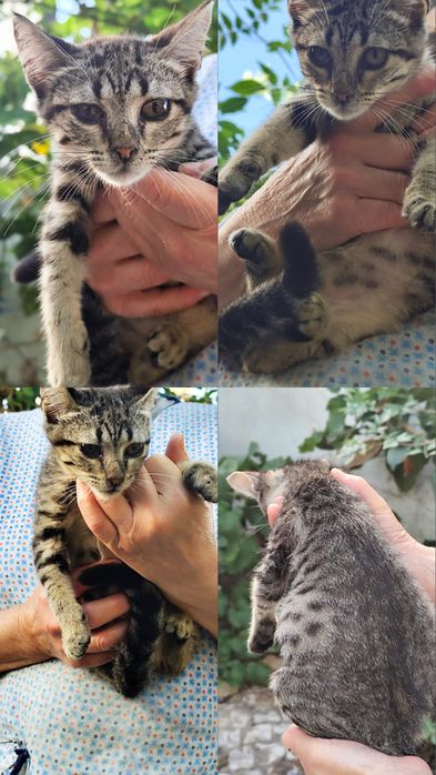 Adoção Responsavel - Gata Bebé