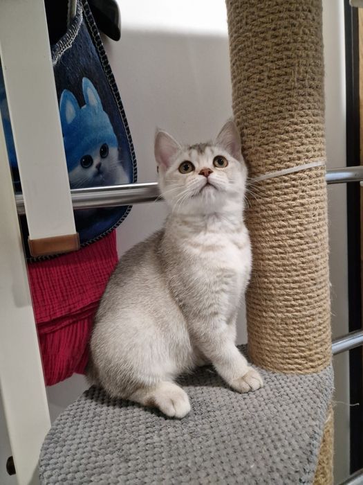 Шотландські прямовухі кошенята