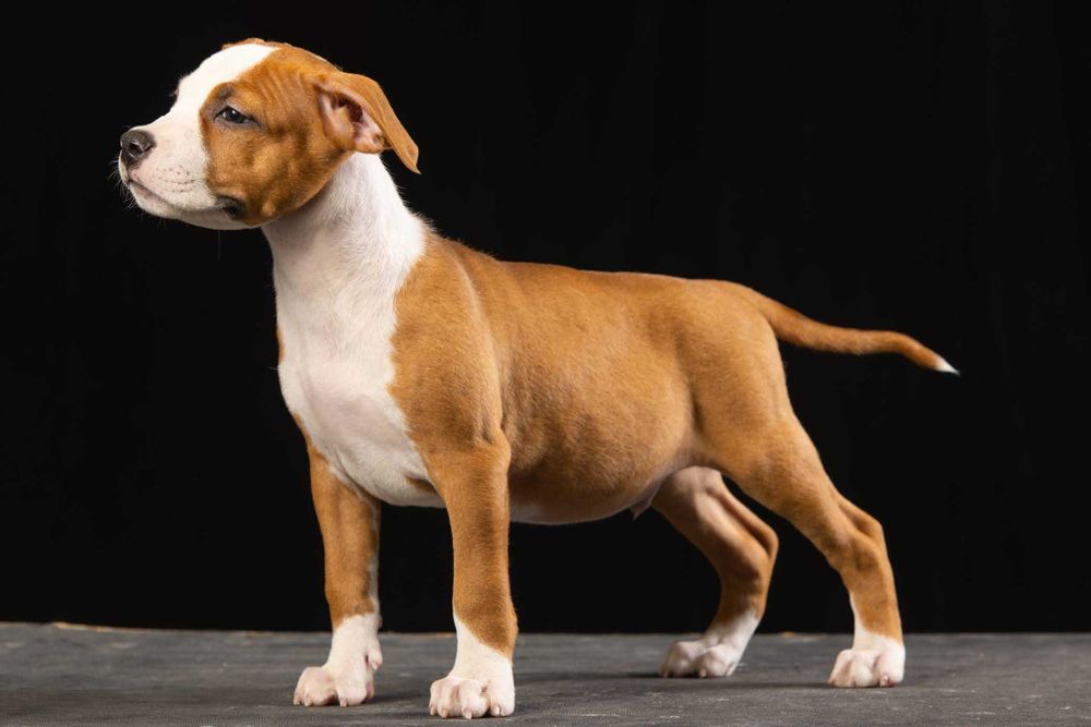 Унікальні амстаффи