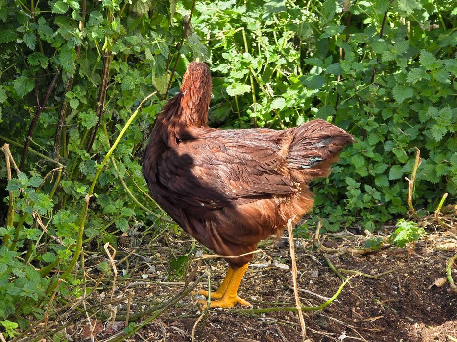 Rhode Island Red, ovos e pintos