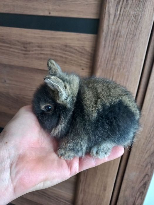 Декоративні кролики