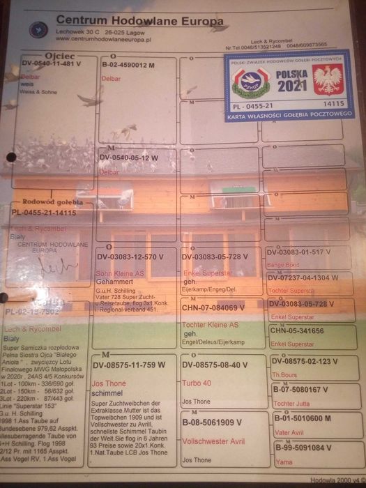 golebie pocztowe Vos x Delbar