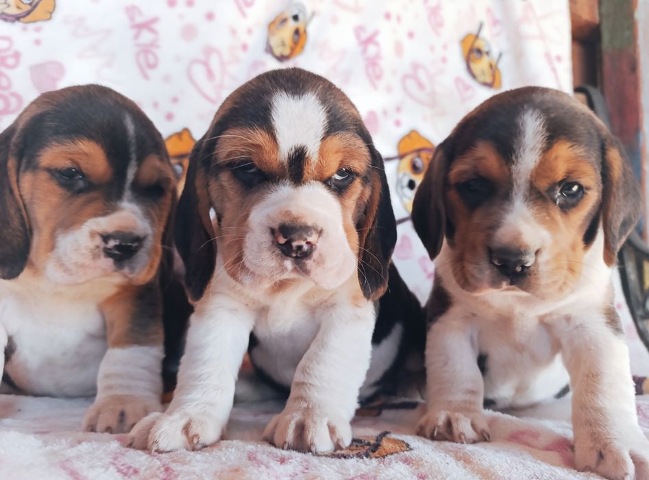Beagle ** tricolor ** piesek  suczka