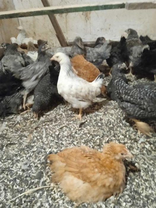 кури несушки та молодки