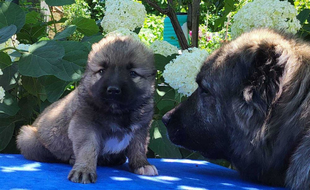 цуценята кавказької вівчарки