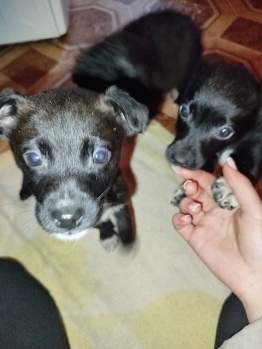 Віддам у добрі руки