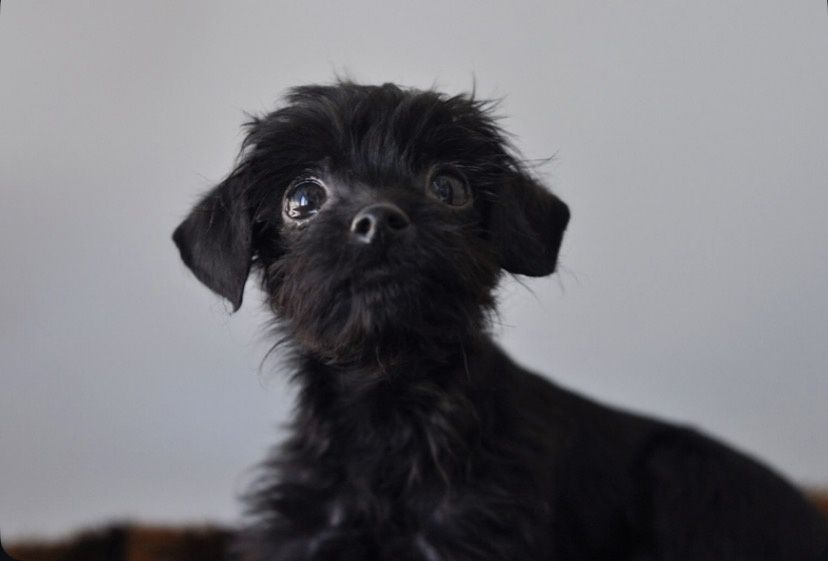 Той- терьер хлопчик