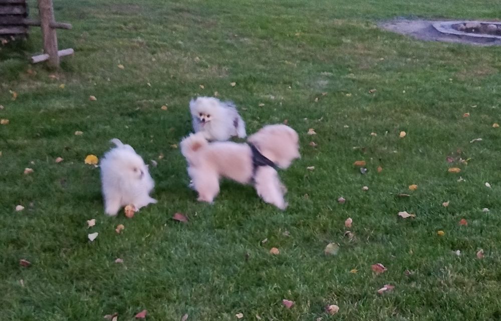 Oddam pieska do adopcji ma na imię Simba