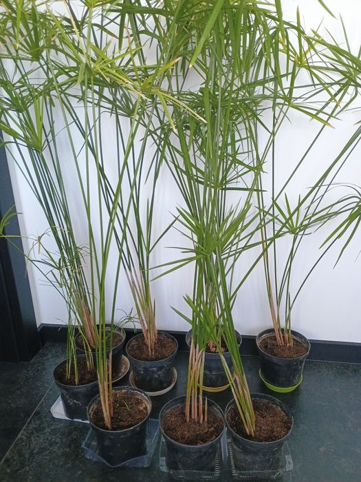Papirus kwiatek dwu letni - 120 cm