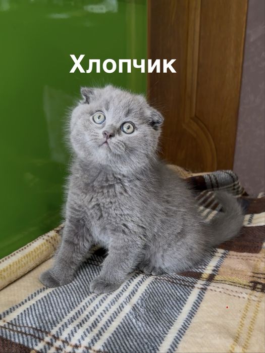 Шотландські кошенята (шотландские котята)