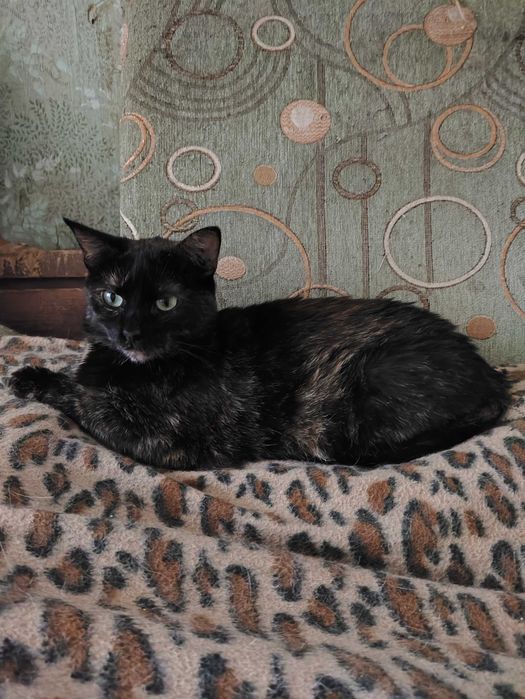 Кот - кіт - кішка - кошка - кошеня - котенок - котята