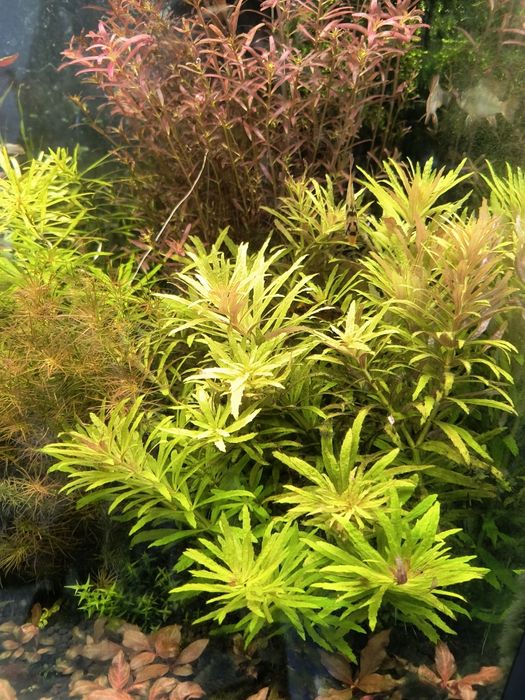 Limnophila aromatica mini