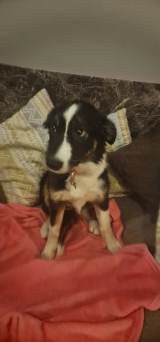 Bordel collie suczka