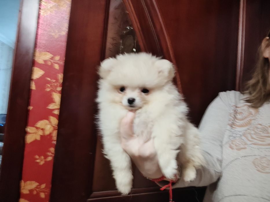 Супер мини, девочка шпиц, КСУ