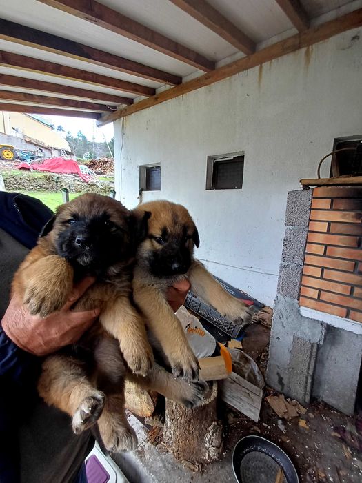 Caes da serra da estrela