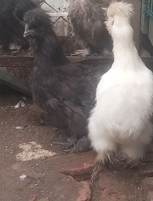 Молоді когути шовкові