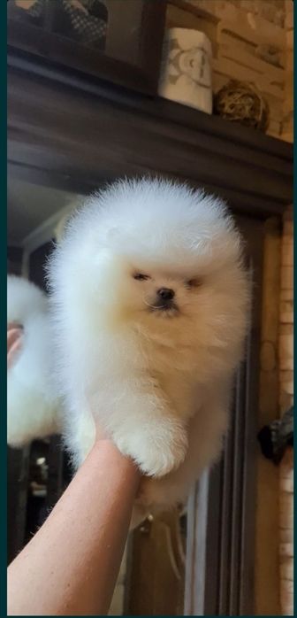 Вязка.Померанский Белый шпиц.FCI