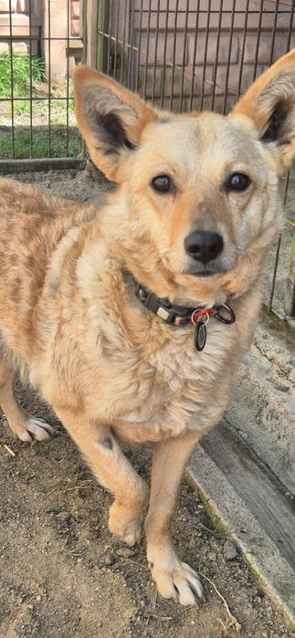 Nieduża suczka szuka swojego domu