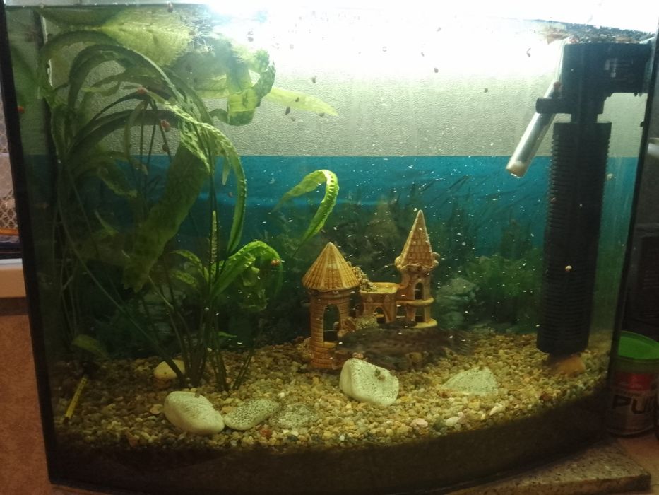 Продам акваріум повний комплект. з рибками два сомики і пару малих роб