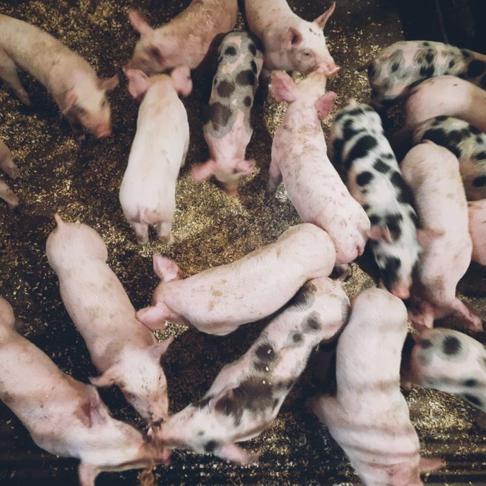 Продам своїх красунчиків поросята свиноматка F1 покриті макстером