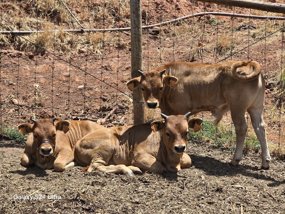 Vacas Cachenas Casal Pais a vista