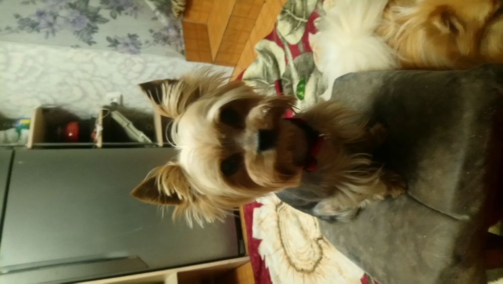 Стрижка собак ,котив и др.животных.