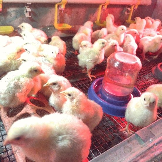 Бройлери та курчата несучки